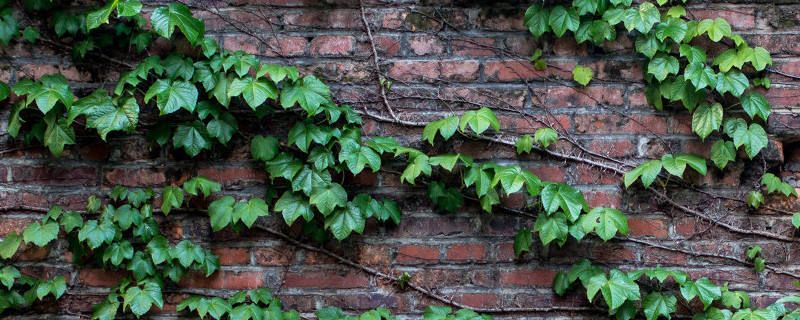 爬山虎怎么扦插 爬山虎怎么扦插视频