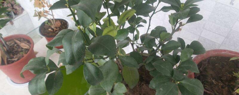 桔子树不开花怎么回事（桔子树不开花怎么回事儿）