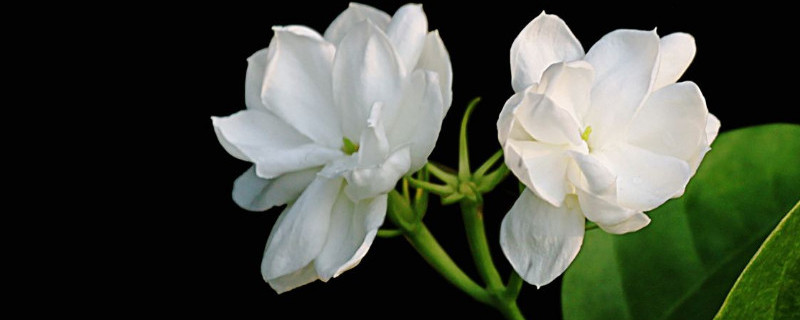 水晶茉莉修剪方法 水晶茉莉如何修剪