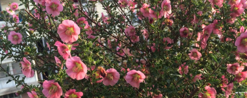 小木槿突然蔫了怎么办（小木槿有点蔫）