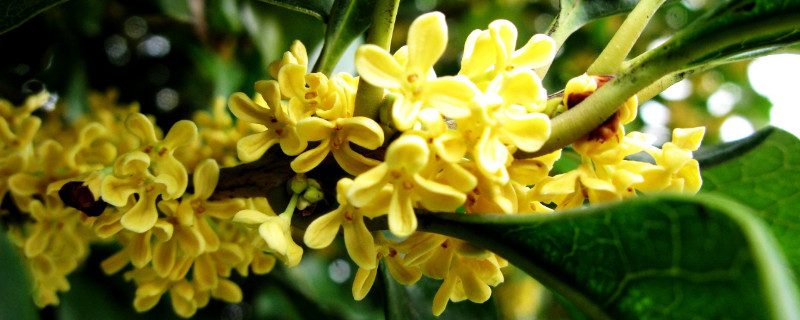 秋天盛开的花有什么（冬天都有什么花开）