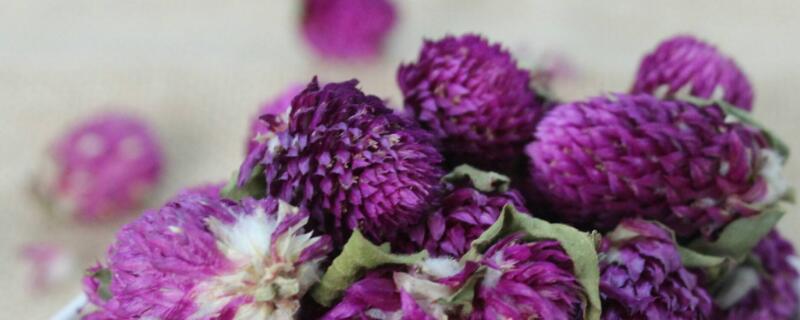 千日红怎么做干花（千日红做干花的方法）