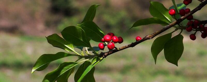冬青卫矛和冬青的区别（冬青卫矛和冬青的区别是什么）