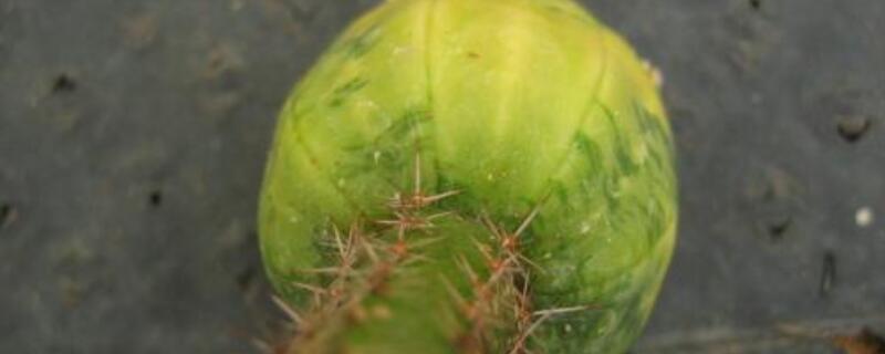 兜小苗怎么养护（小星兜小苗期怎么养）