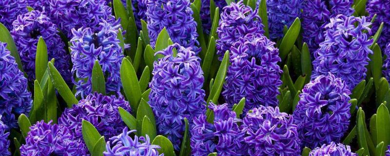 什么花耐寒好养（什么花耐寒好养活又好养）