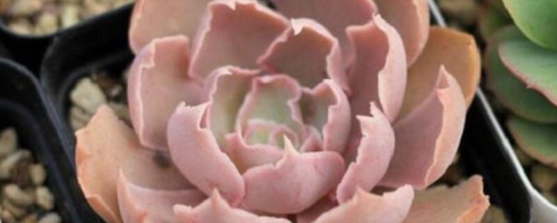 祗园之舞和晚霞之舞的区别 祗园之舞和晚霞之舞一样吗