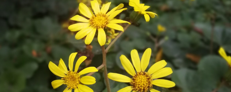 大吴风草有毒吗（大吴风草有毒吗图,片）