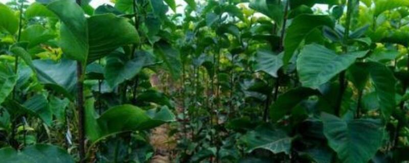 玉兰小苗几年开花（玉兰小苗几年开花啊）