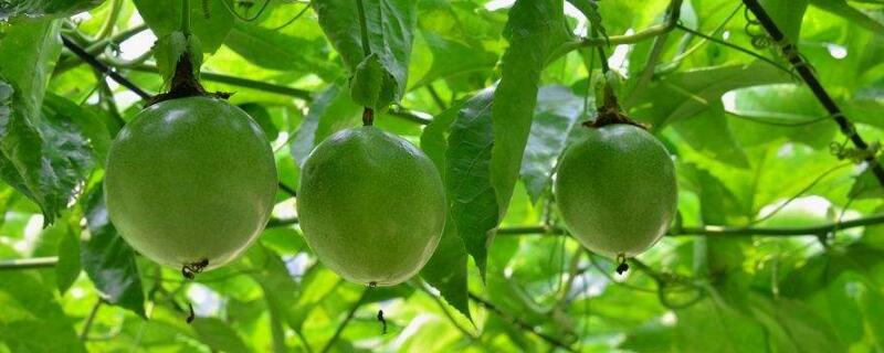 百香果幼苗长得慢（百香果幼苗长得慢怎么办）