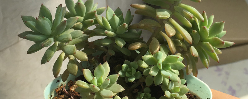 酥皮鸭掉叶子是怎么回事 酥皮鸭叶子快掉光了能活吗