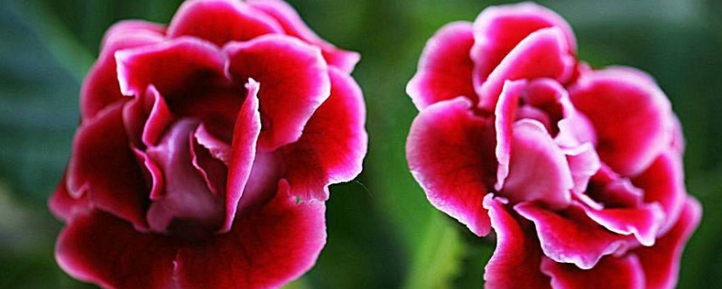 大岩桐花后怎么砍头 大岩桐花谢了怎么处理