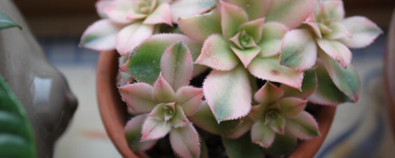 适合夏天养的多肉（适合夏天养的多肉植物有哪些）