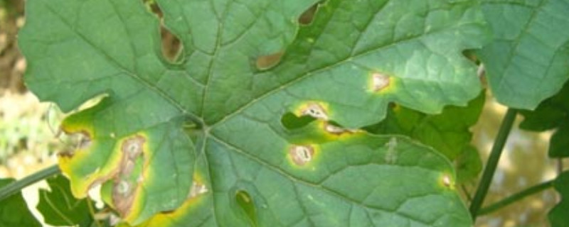炭疽病与褐斑病的区别 褐斑病和炭疽病的区别