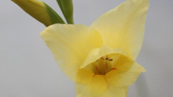 剑兰开花后怎么办