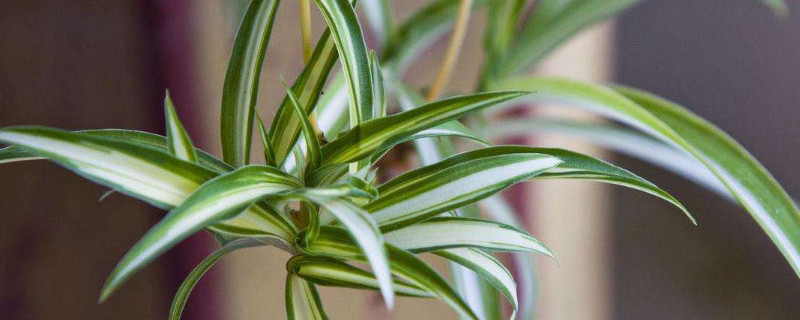 水培吊兰怎么爆盆（水培吊兰如何爆盆）