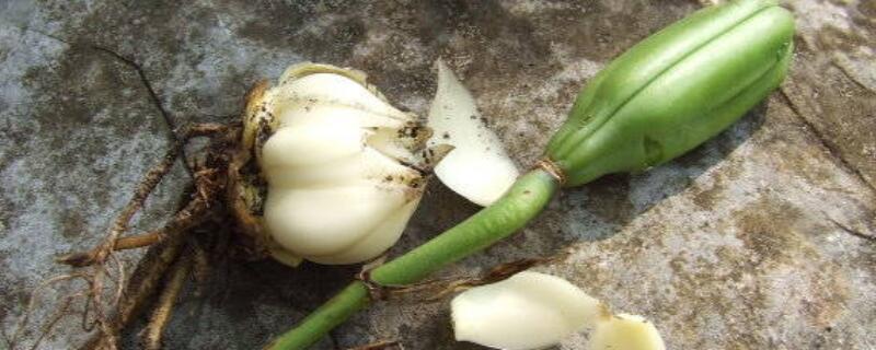 野生百合球茎有毒吗 百合的茎有毒吗