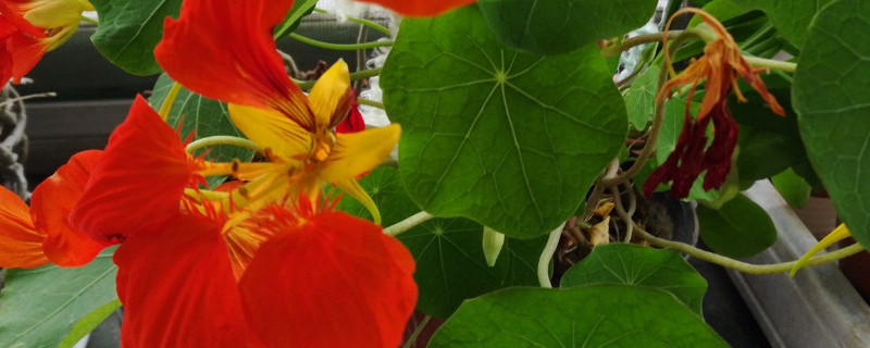 旱金莲适合用什么盆 旱金莲用什么花盆