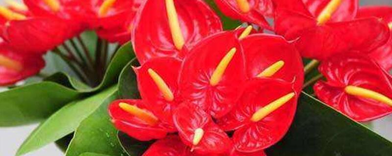 绿植有哪些 适合室内的绿植有哪些