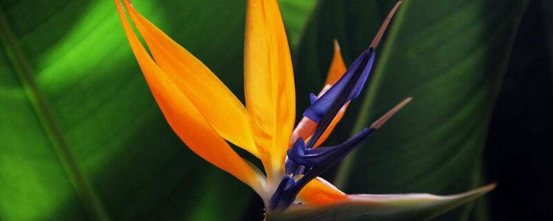 天堂鸟适合养家里吗（为什么家里不能养天堂鸟）