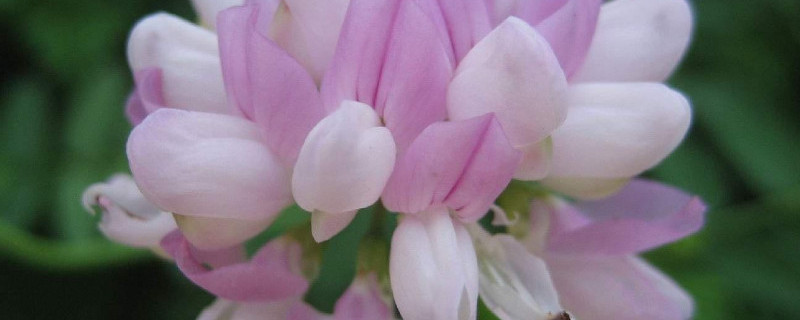 小冠花种子的种植方法 小冠花种子的种植方法视频