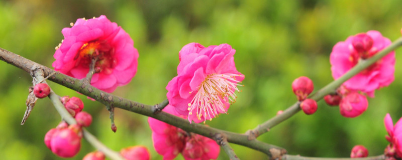 松红梅叶子干枯如何救 松红梅叶子干枯怎么办