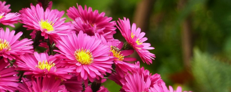 荷兰菊怎么养 荷兰菊怎么养爆盆