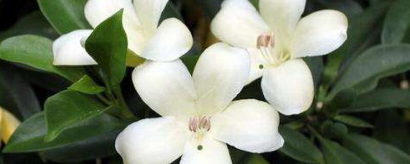 灰莉的用途（灰莉的介绍）