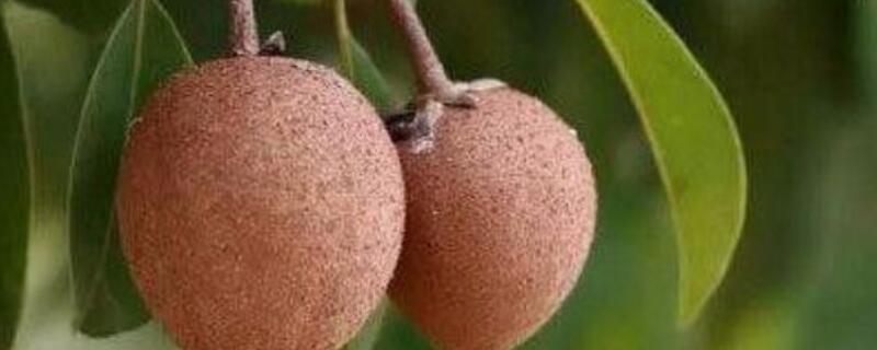 人心果嫁接方法 人心果嫁接方法图解