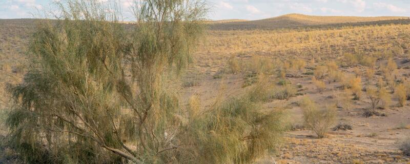 梭梭树被称为什么（梭梭树的含义）