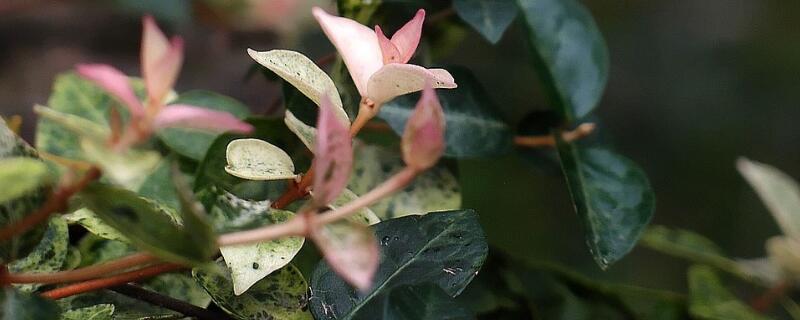 盘龙香与盘龙桂区别（盘龙香和盘龙桂是一种植物吗）