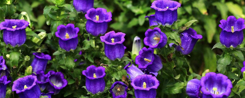 风铃草怎么度夏 风铃草适合的温度