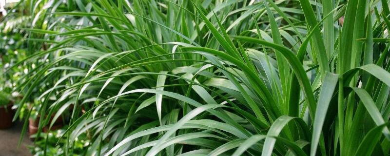 荷兰铁和龙血树的区别（荷兰铁龙血兰）