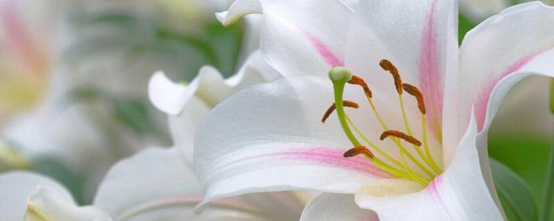 送孕妇什么花（送产妇鲜花送什么花）