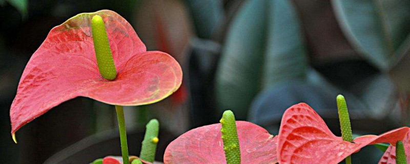 鹅掌花怎么修剪 鹅掌花怎么修剪造型