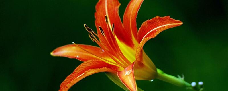 萱草种子的种植方法 萱草种子的种植方法视频