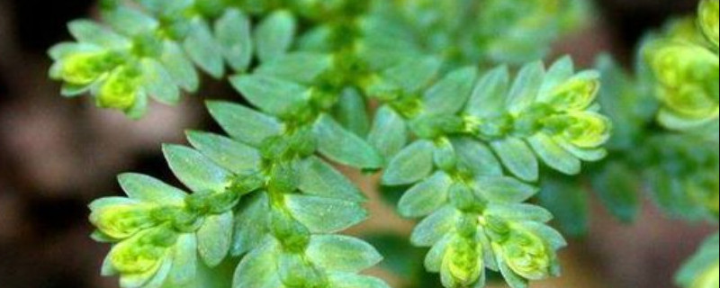 小翠云怎么浇水（翠云草怎么浇水）