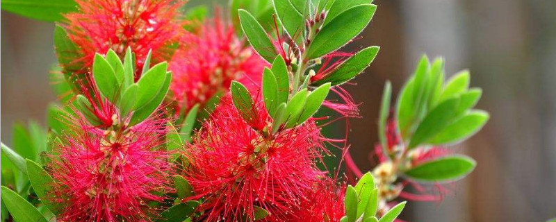 红千层怎么修剪（红千层修剪视频）