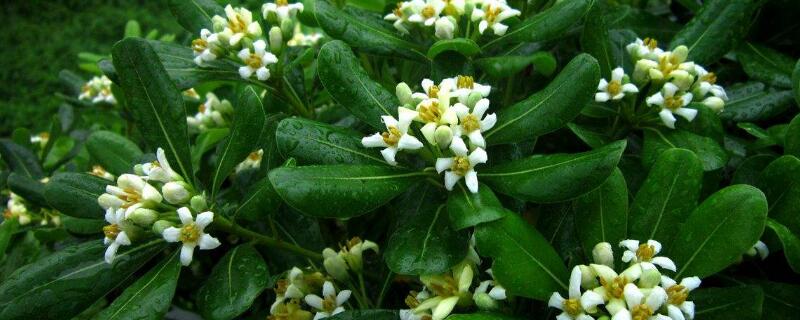 海桐花有毒吗 海桐花有什么作用