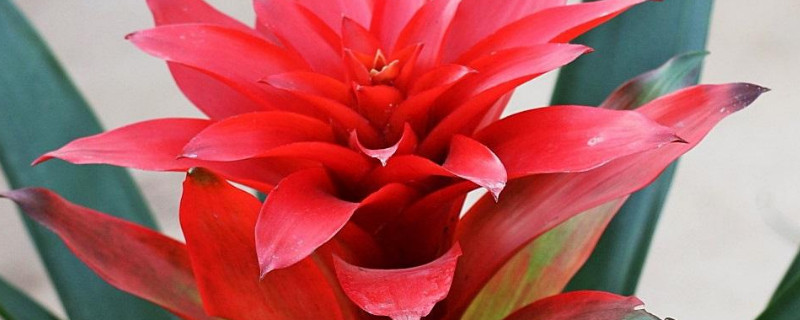 凤梨花怎么分株 凤梨花怎么分株图解