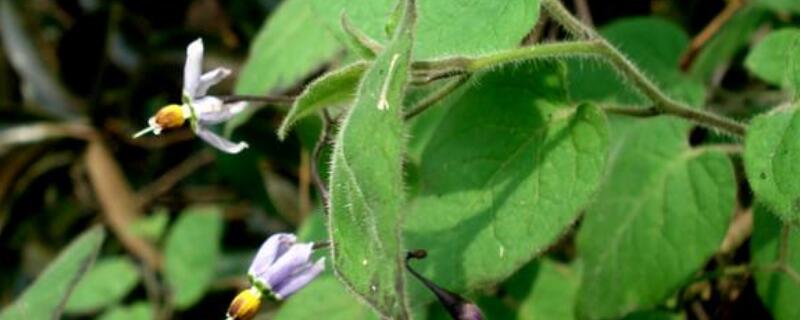 蔓茄的药用作用 蔓芥有什么功效