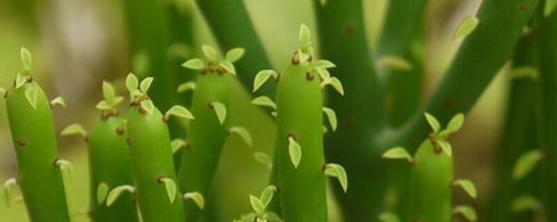 光棍树寓意 光棍树寓意什么意思