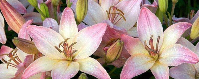 野生百合有毒吗（野生百合有毒吗能吃吗）