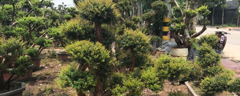 赤楠叶子发黑怎么回事（小叶赤楠叶子发黑干枯）