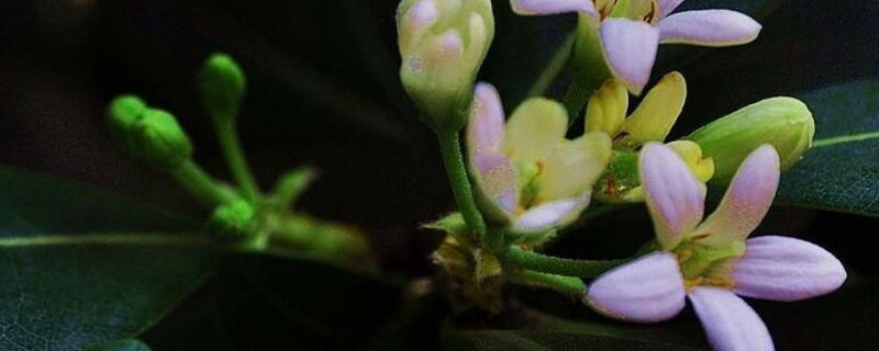 海桐有什么药用价值 海桐的功效与作用点