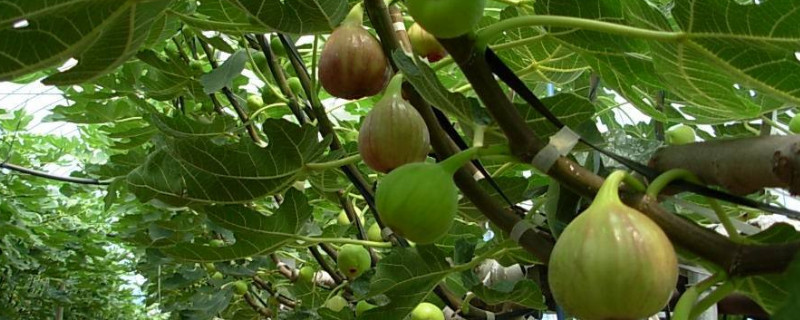 无花果种植技术与管理（无花果树怎么种植方法）