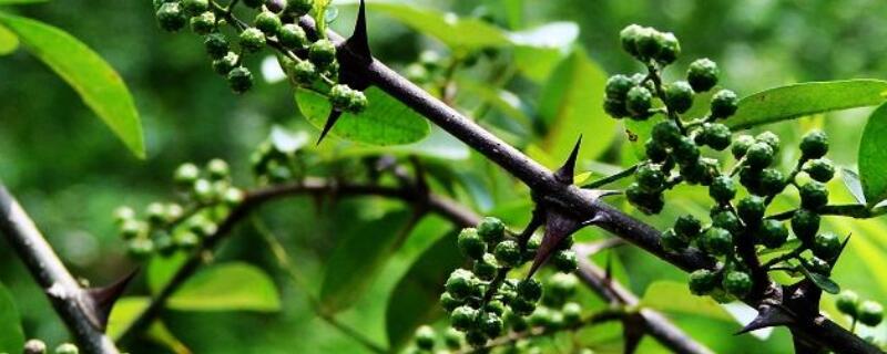 青花椒如何保存不变色 青花椒怎样储存不变颜色