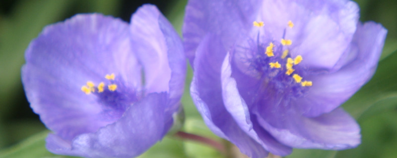 紫露草花后如何修剪（紫露草的修剪图片）