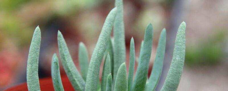 奔龙多肉植物有毒吗 奔龙多肉植物有毒吗能吃吗