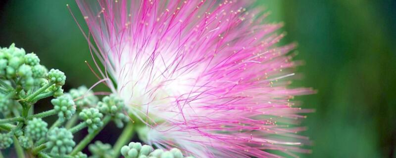 合欢花和粉扑花的区别（合欢花和粉扑花的区别）