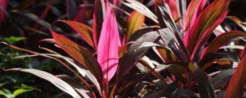 红叶朱蕉怎么扦插 红叶朱蕉扦插后多久生根发芽